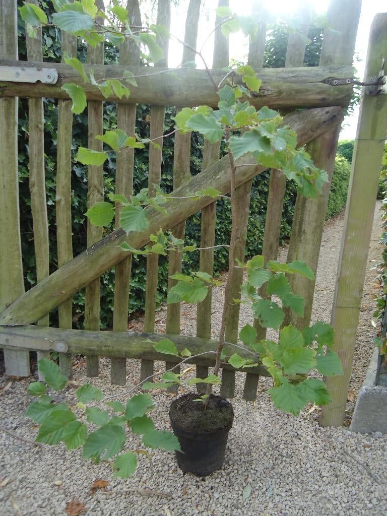 Planten en bomen, Jardin & Terrasse, Plantes | Arbres, Enlèvement