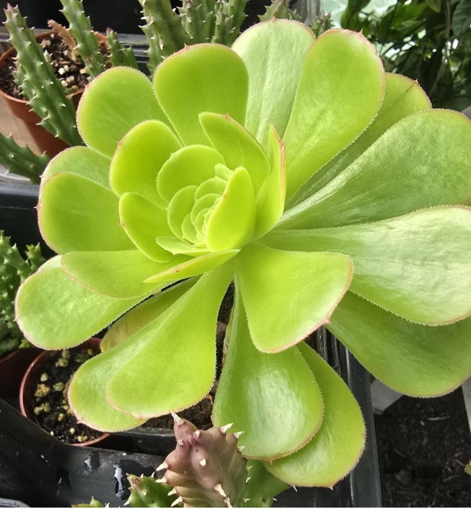 Aeonium arboreum — arbre décoratif succulent, Maison & Meubles, Plantes d'intérieur, Enlèvement ou Envoi, Plante succulente