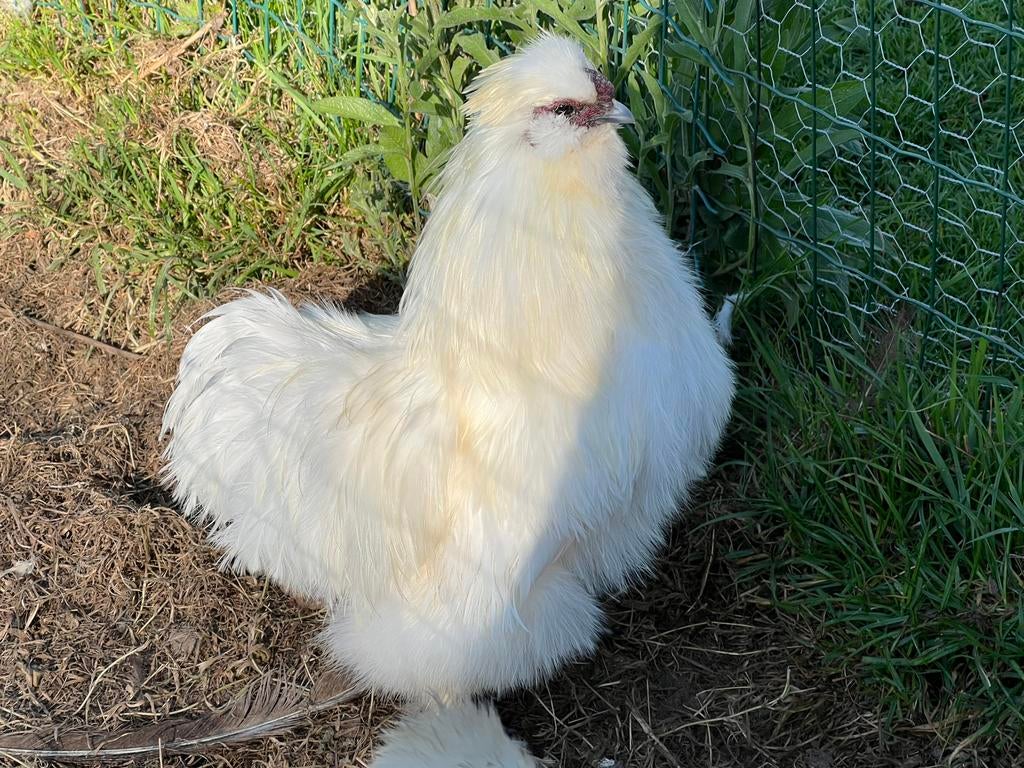 Witte zijdehoender haan, Dieren en Toebehoren, Pluimvee, Mannelijk, Kip