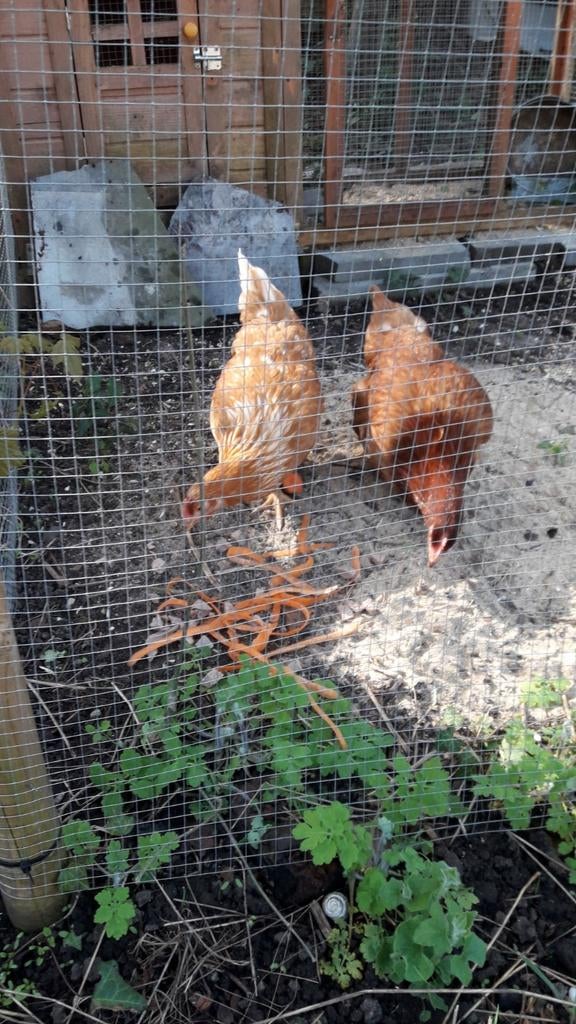 Oeufsfrais bio, Enlèvement