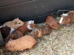 Jonge cavia zeugjes en beertjes, Dieren en Toebehoren, Cavia, Februari, Meerdere dieren, Tam