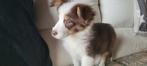 Border Collie pups groeien op in huiselijke kring, Dieren en Toebehoren, Parvo, België, Fokker | Hobbymatig, 8 tot 15 weken