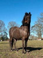 Halve stal gezocht, Poney B (1.17 m à 1.27 m), Poney de récréation, Avec pedigree, Ne s'applique pas