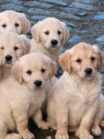 Golden Retriever pups, Golden retriever, 8 à 15 semaines, Plusieurs, Éleveur | Loisir