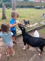 Koppeltje sociale dwerggeitjes, Dieren en Toebehoren