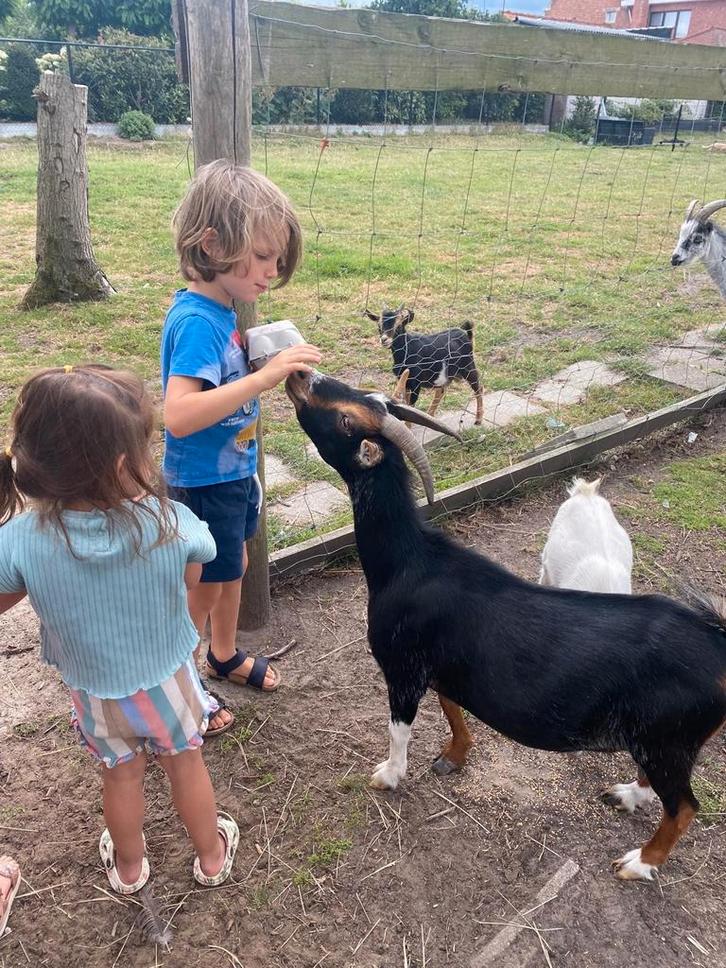 Koppeltje sociale dwerggeitjes, Dieren en Toebehoren, Schapen, Geiten en Varkens