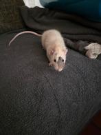 2 ratjes met kooi, Dieren en Toebehoren, Knaagdieren, Juni, Mannelijk, Tam