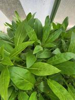 Hesperis matronalis "mixture", Tuin en Terras, Tweejarig, Halfschaduw, Zomer, Ophalen