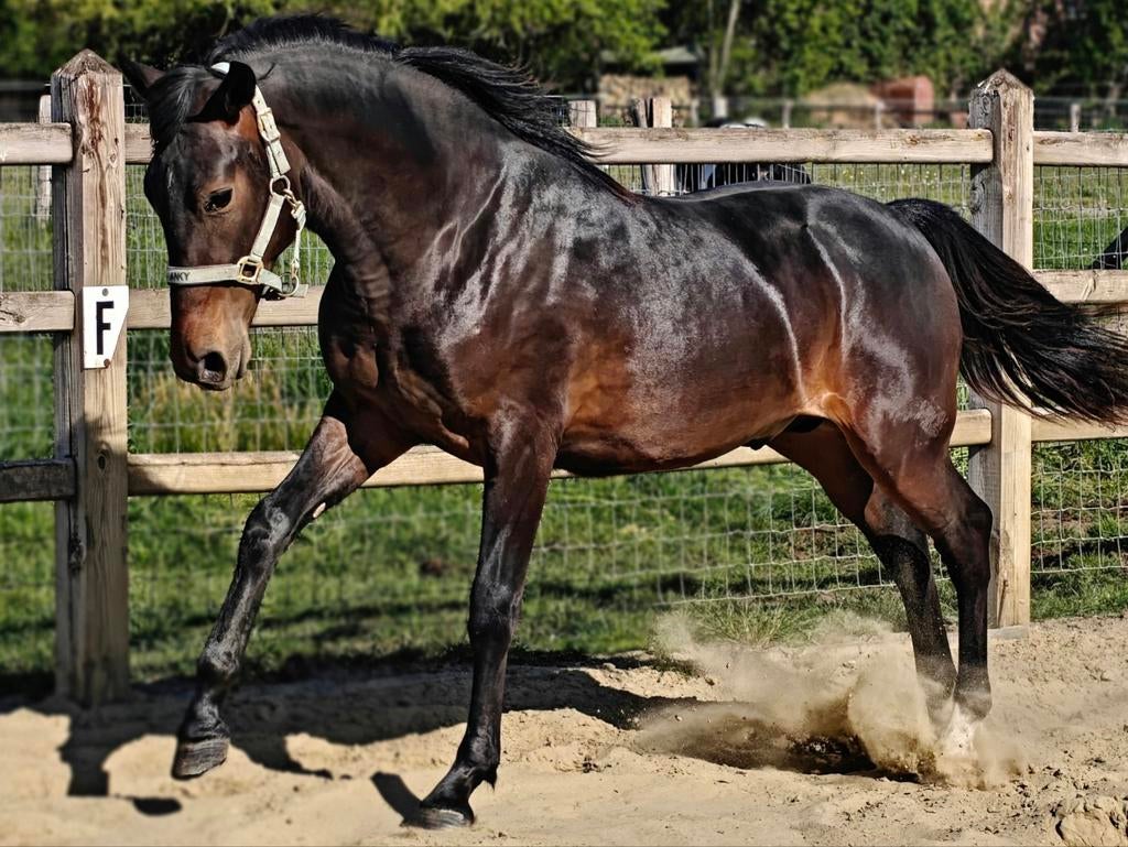 Prachtige parel - new Forest pony D-pony, Animaux & Accessoires, Poneys, Étalon