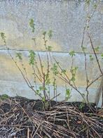 Zwarte bes struik, Tuin en Terras, Planten | Struiken en Hagen, Ophalen, Struik