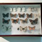 Kleine oudere  verzameldoos vlinders, Verzamelen, Dierenverzamelingen, Verzenden, Gebruikt, Insect, Opgezet dier