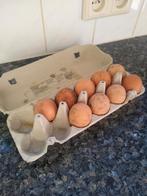 Bevruchte eieren (legkippen), Ophalen