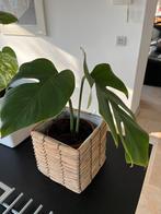 Gewone monstera in rieten mand, Enlèvement