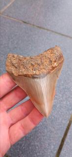 Megalodon haaientand fossiel uit Indonesië, Ophalen of Verzenden, Fossiel