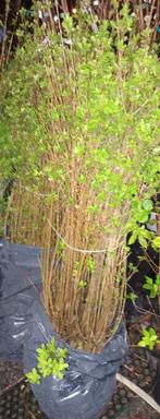 BUITENKANS GROENE LIGUSTER 1,5/+ MTR, 1-2 TAKKEN: 1,5O € !!!, Tuin en Terras, Ophalen, Haag, 100 tot 250 cm, Liguster