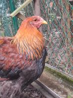Nog 1 mooie jonge Brahma Goudpatrijs haan, Dieren en Toebehoren, Pluimvee, Mannelijk, Kip