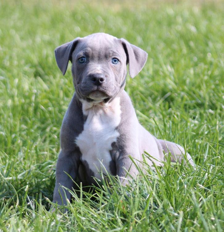 Amerikaanse Stafford pups, Dieren en Toebehoren, Honden | Jack Russells en Terriërs, Meerdere dieren, American Staffordshire Terriër