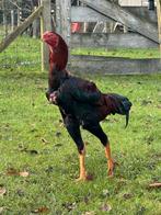 Broedeieren Indio Gigante - grootste kippen in de wereld, Dieren en Toebehoren