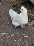 2 hennen te koop., Kip
