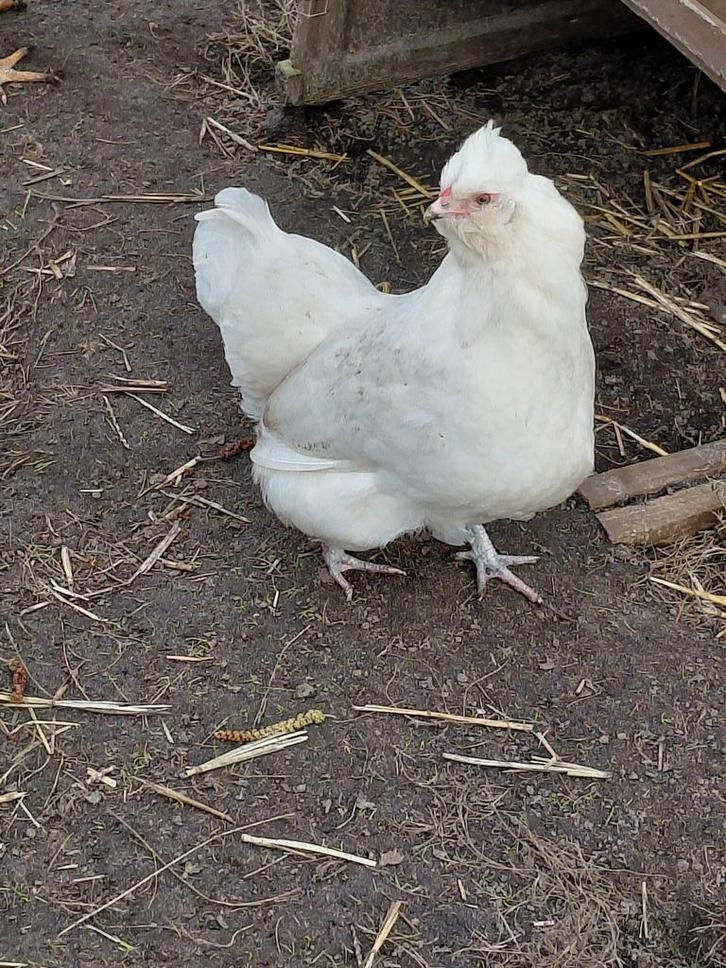 2 hennen te koop., Animaux & Accessoires, Volatiles, Poule ou poulet