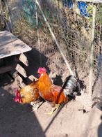 Jonge hanen, Dieren en Toebehoren