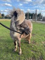 Super lieve merrietjes, Jument