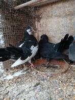 Koppel jonge pauwstaarten duiven tekoop, Animaux & Accessoires, Oiseaux | Pigeons