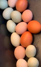 Broedeieren easter egger