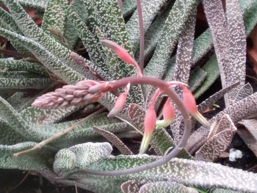 vetplanten Gasteria verrucosa, Maison & Meubles, Plantes d'intérieur, Enlèvement, Plante succulente