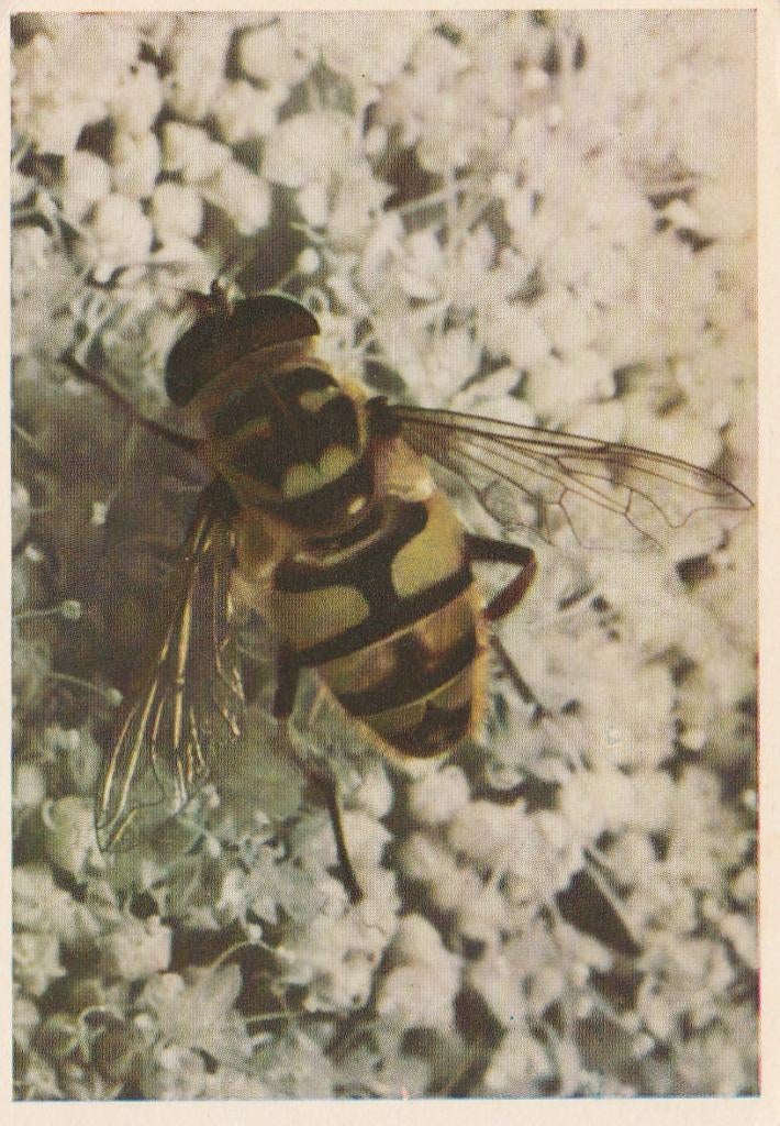 CHROMO  WERKZAME  BIJ, Collections, Photos & Gravures, Envoi, Comme neuf, Animal, Gravure