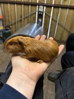 Bruine cavia tekoop., Dieren en Toebehoren, Knaagdieren, Cavia, Mannelijk, Januari, Tam