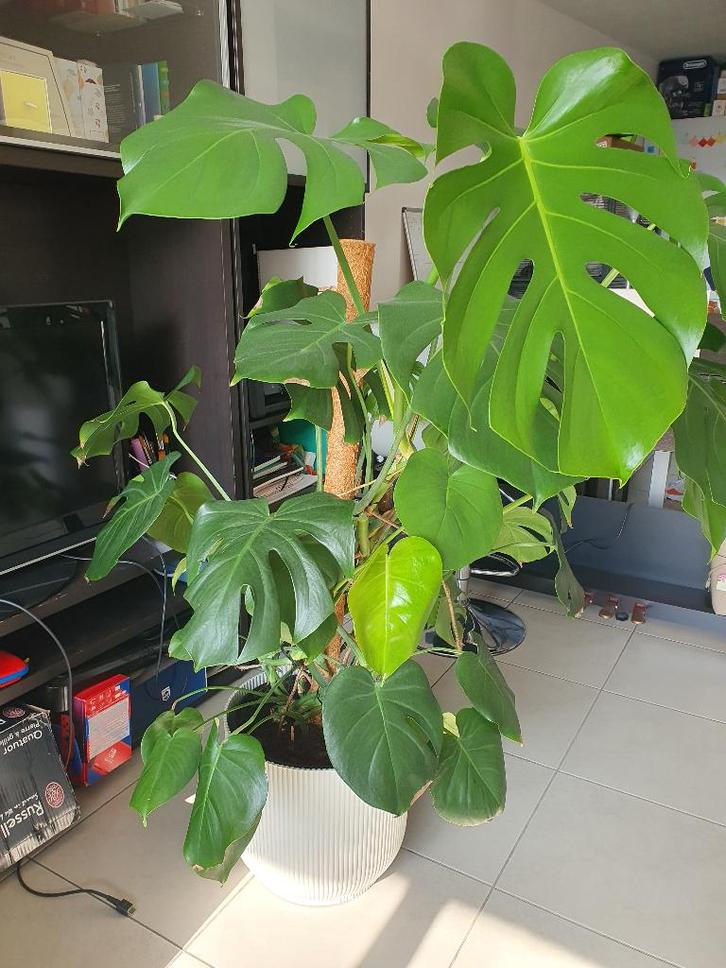 Monstera x4 130 cm, Huis en Inrichting, Kamerplanten, Overige soorten, 100 tot 150 cm, Bloeiende kamerplant, Halfschaduw, In pot