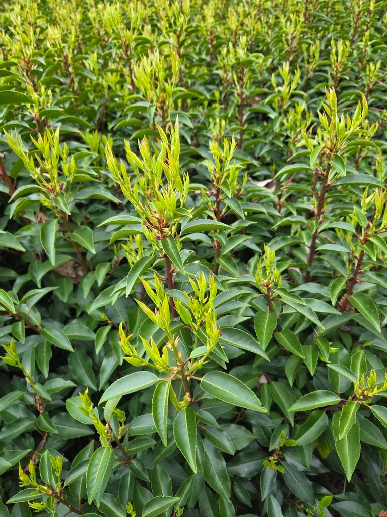 Mooie kwaliteit portugese laurierhaag te koop, Tuin en Terras, Planten | Struiken en Hagen, Buxus, Ophalen of Verzenden