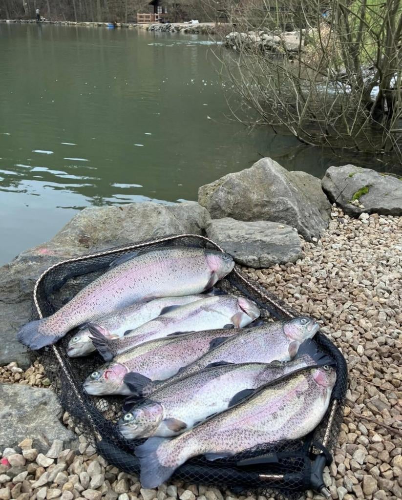 Vis zalm, Ophalen of Verzenden