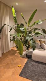 Variëteit Kamerplanten (incl. Pot), Ophalen