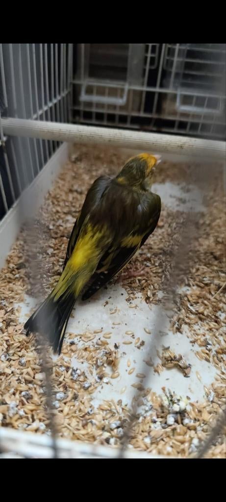 Métissa Widani zang-cd, Dieren en Toebehoren