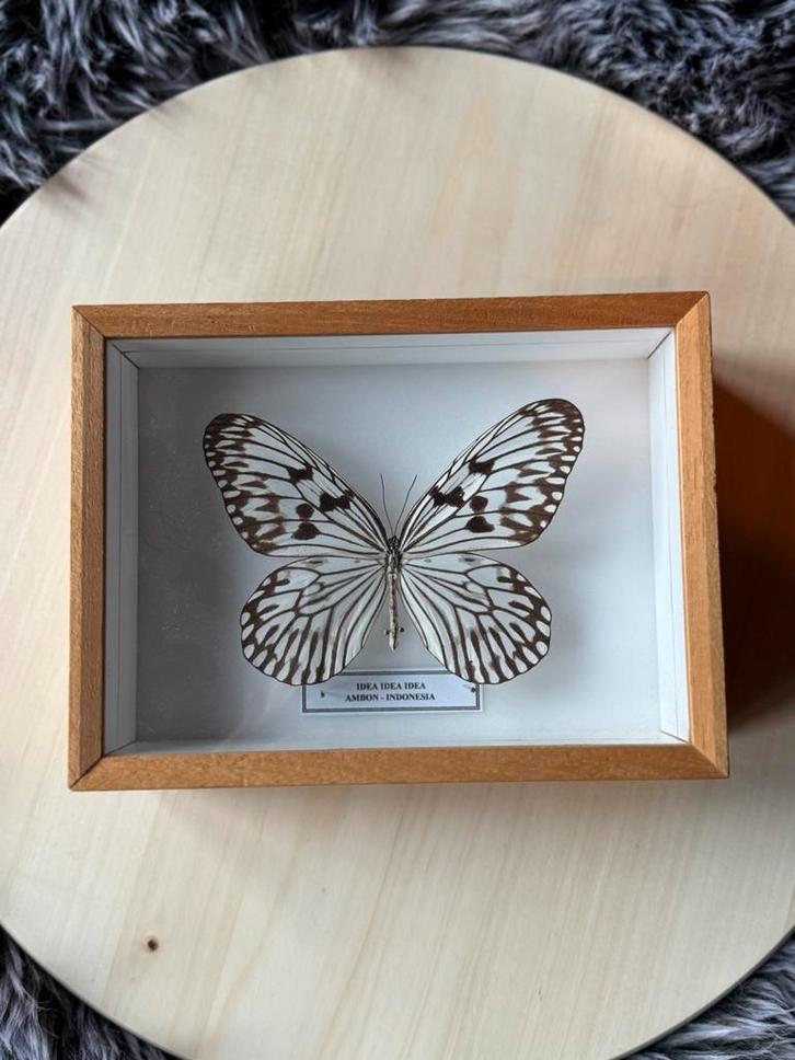 Opgezette vlinder in lijst – Idea leuconoe – wanddecoratie, Collections, Collections Animaux, Comme neuf, Enlèvement ou Envoi