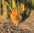 Gouden zijdehoen haan, Mannelijk, Kip