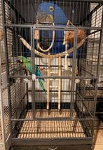 Supertam miligold ara 2025 met kooi, Dieren en Toebehoren, Mannelijk, Papegaai, Pratend