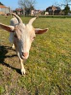 Lief mieke, Dieren en Toebehoren