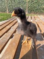 2 kuikens, Dieren en Toebehoren