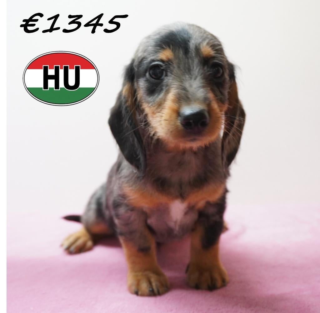 Ruwharige Teckel – puppy’s vol karakter te koop, 15 weken tot 1 jaar, Handelaar, Buitenland, Dwerg