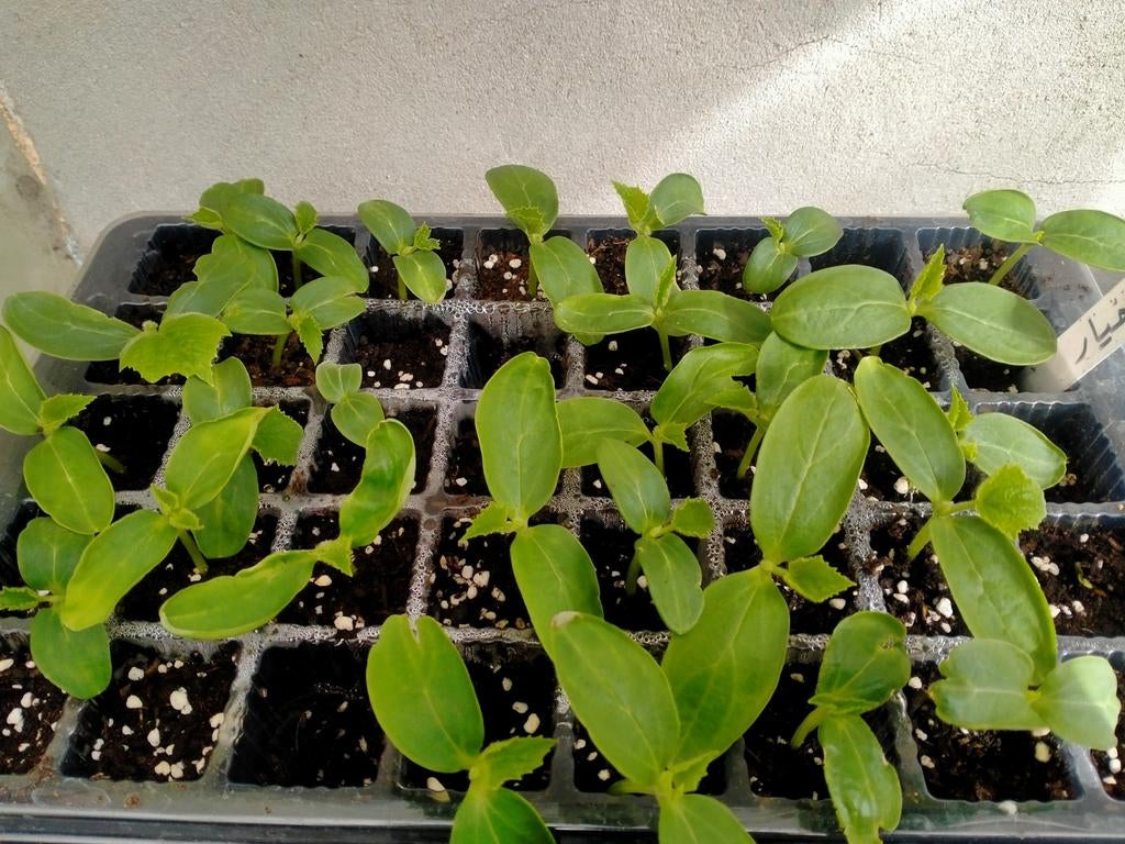 Komkommer 1.5€, Animaux & Accessoires, Insectes & Araignées