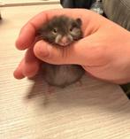 Hamster dore Hamster syrien à poil long, Hamster, Mâle, Février, Domestique