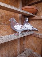 Mooie koppel postduiven(25€ per stuk), Animaux & Accessoires, Oiseaux | Pigeons