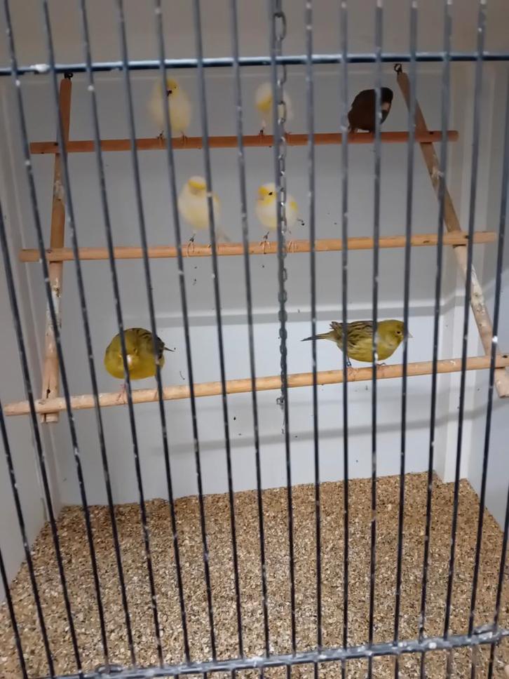 Mooien groote gezonde vogels, Dieren en Toebehoren, Vogels | Kanaries