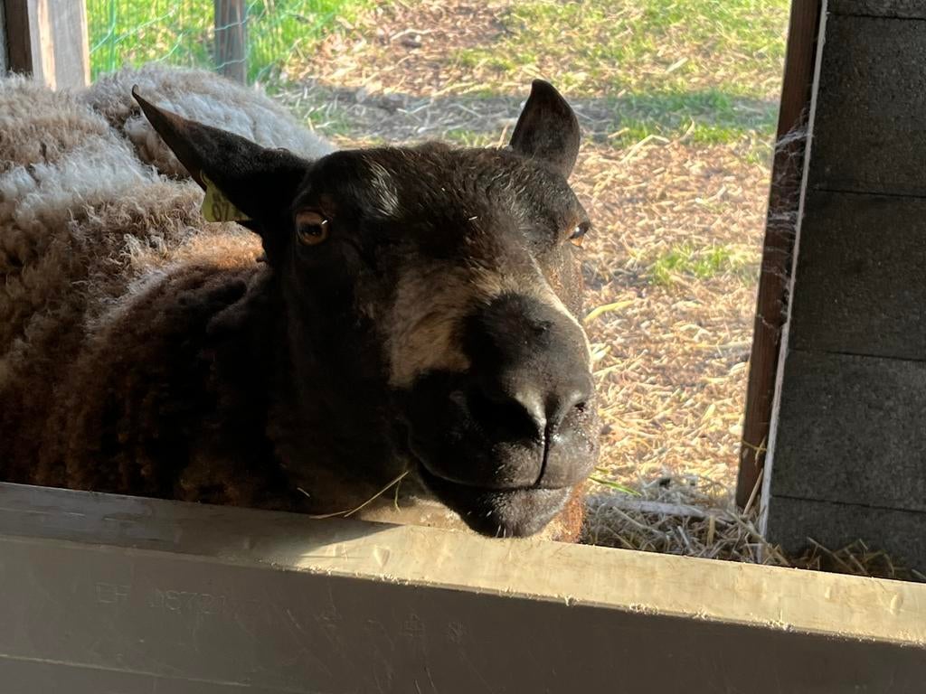 Dekbok schaap (Baggerbont) te koop, Animaux & Accessoires, Moutons, Chèvres & Cochons, Mouton