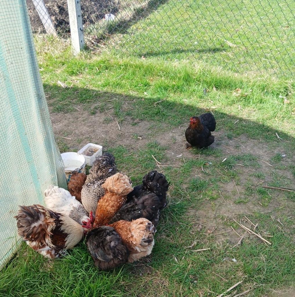 Cochin kriel hennen, Animaux & Accessoires, Femelle, Poule ou poulet