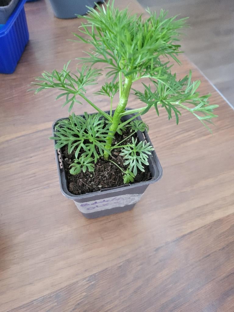 Ridderspoor dwerg hyacint, Tuin en Terras, Planten | Tuinplanten, Vaste plant, Halfschaduw, Zomer, Ophalen