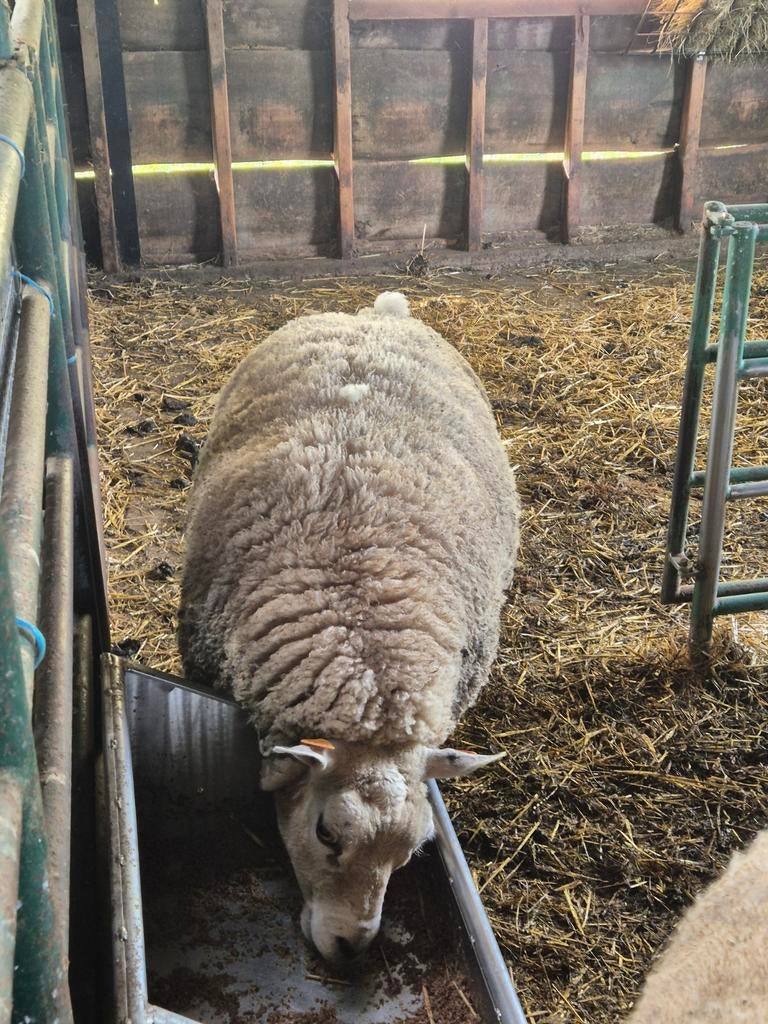 Texel schaap ooi (vrouw) te koop, Dieren en Toebehoren, Schaap